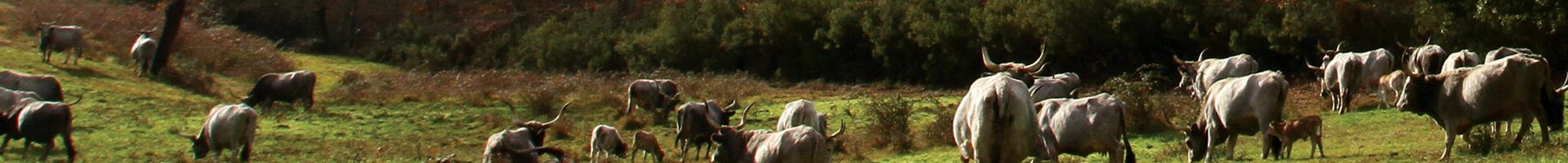 vacche_tenuta_di_paganico_paesaggio_macchia2_sito vacche_tenuta_di_paganico_paesaggio_macchia2_sito